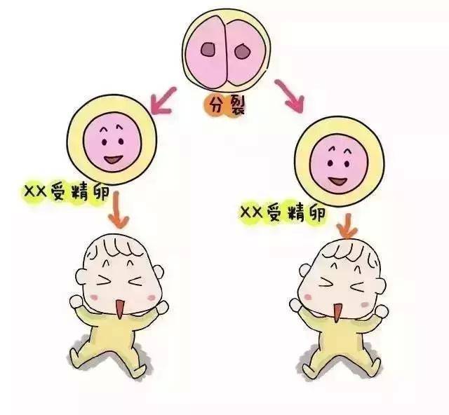 试管婴儿